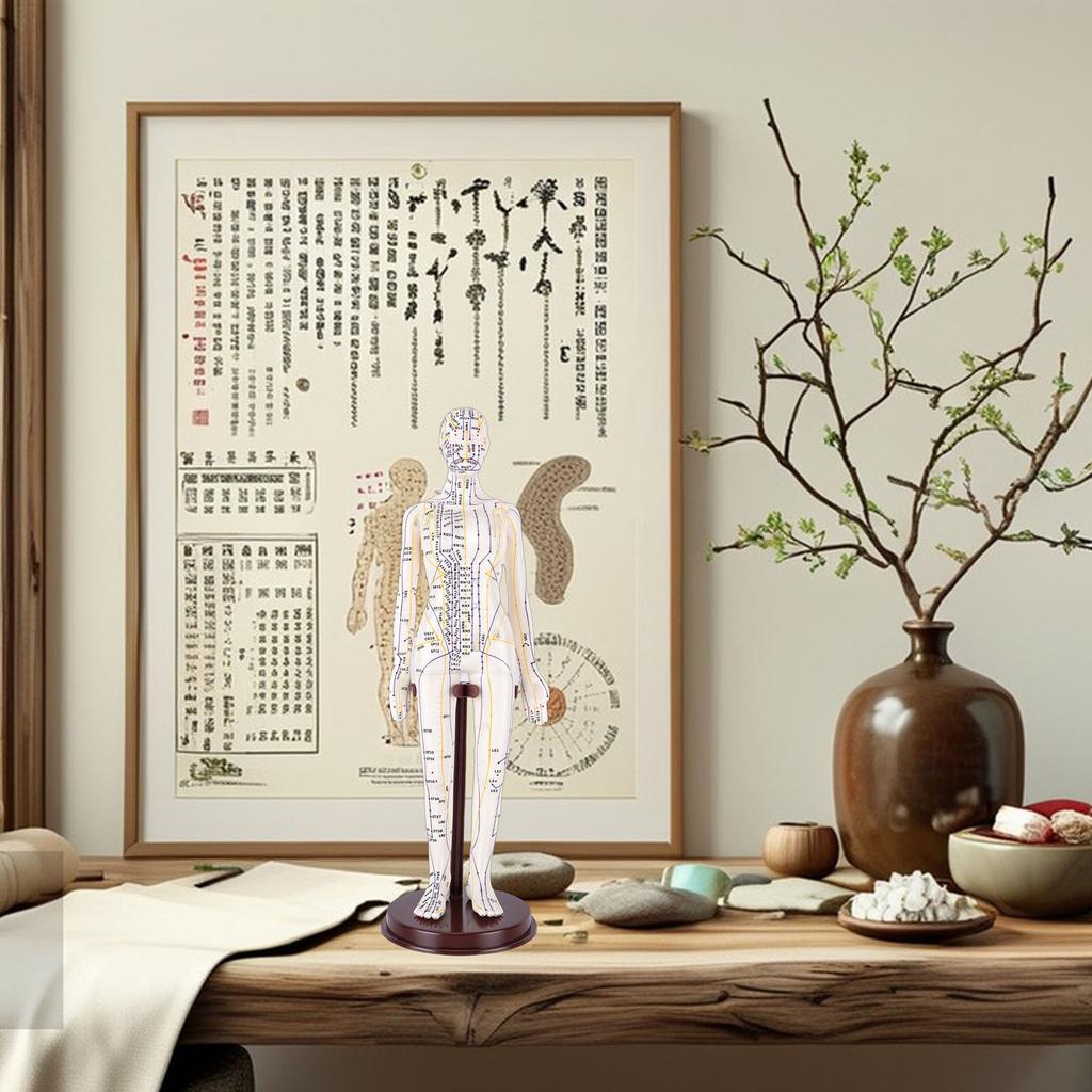 20.5 Inch Acupuncture Model Accurate Full Body Human Acupoint Model with Base Rotatable Arms for Teaching Student Demonstration White Hard