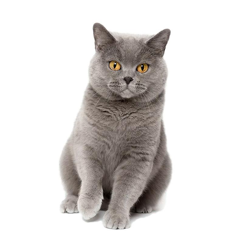 

LYKX Lovely cat Persian cat Birman Bombay British Shorthair Burmese wall sticker for home decoration car sticker 15CM