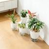 Clear Design Automatic Watering Pot White Clear Watering Pot Lazy Flower Pot Home Gardening