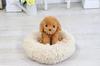 Voice-activated plush toy for adults [Talking Toy Poodle] Easy to operate even for seniors. Perfect gift. Phone support available.