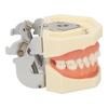 Maxillary Cyst Dental Model 28 Teeth Soft Gum Cyst Teeth Teaching Model for Practicing Incise