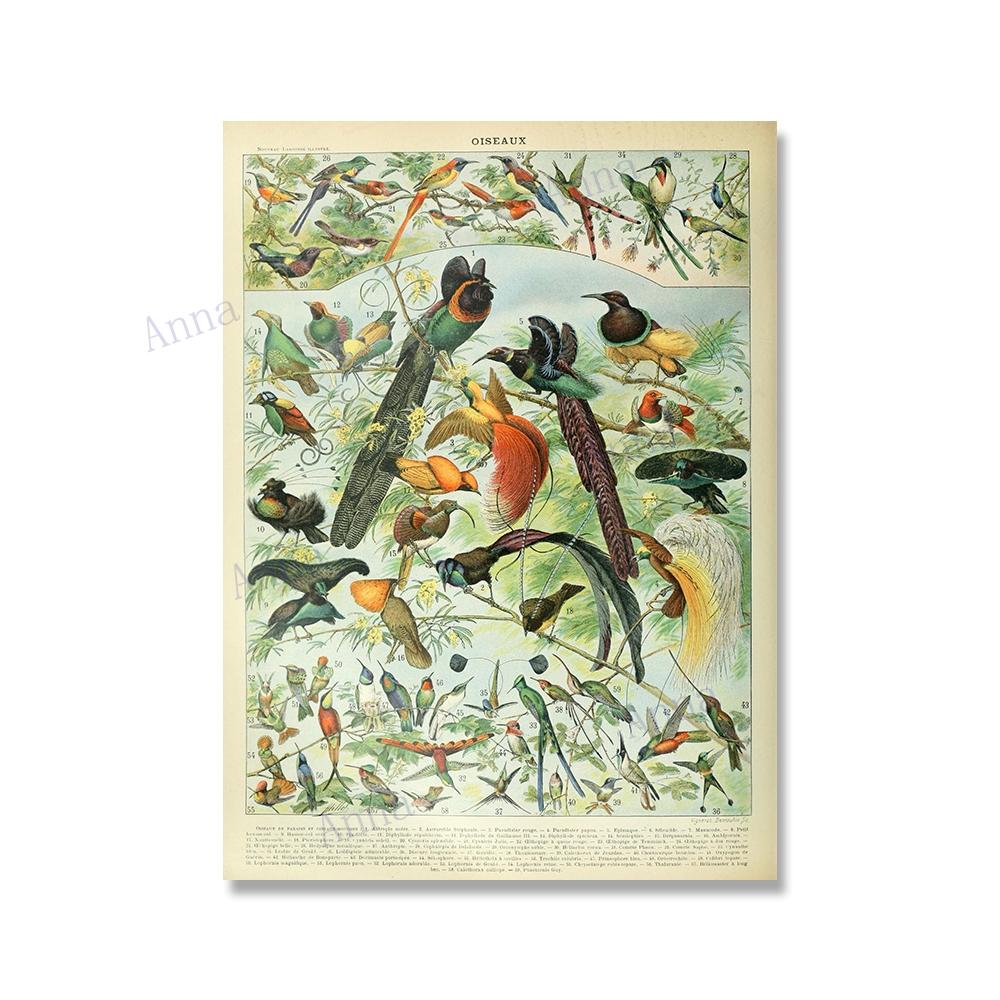 

Винтажные постеры, энциклопедия Адольфа Милло, бабочки, насекомые, птицы, перья, холст, картины, настенное искусство для домашнего декора 21x30cm No Framed