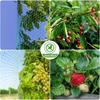 Best Stretch Fence Anti Bird Netting Green Fine Mesh Durable Garden Plant Protection Net