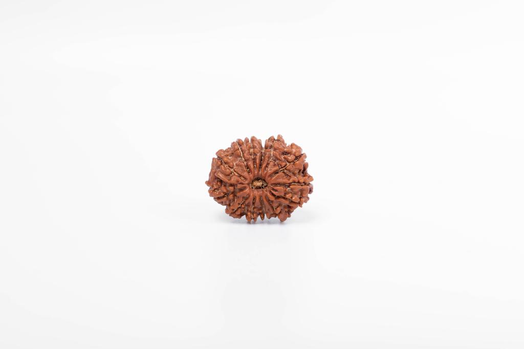 Natural 13 Mukhi Rudraksha Bead – Nepali Origin | Bead for Love, Power, Fulfillment, Prosperity, Desire & Manifestation | Organic & Lab Certified
