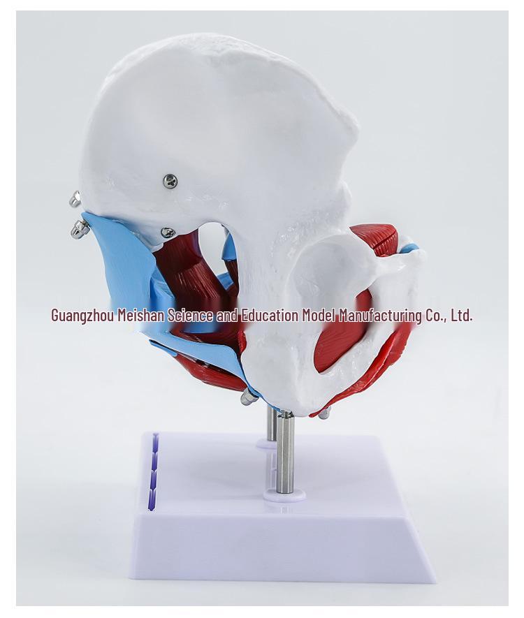 Female Pelvic Muscle and Pelvic Floor Model for Midwifery and Childbirth Education