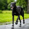4PCS Wear Resistant Non-slip Pet Boots Breathable Dog Foot Covers Pet Shoes Covers  For Dogs Cats