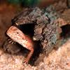 La La Pet® Reptile Log Hideaway Reptile Hideouts Resin Wood Gecko Hides and Caves Bark Bends Lizard Habitat Decor Aquarium Fish Tank Accessories for
