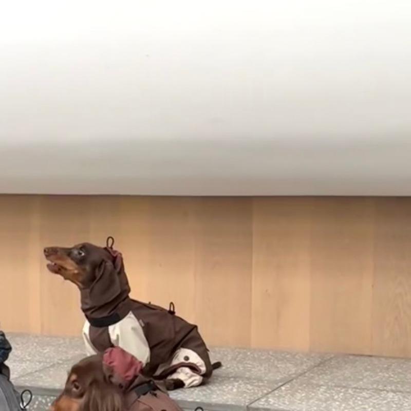 Cold Dachshund Pet Clothes Autumn and Winter Jackets Pussy Bigbear Yorkshire Maltese Corgi Small and Medium