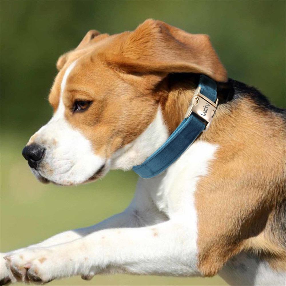 Graviertes Anti-Verlust-Hundehalsband- und Leinen-Set – verstellbar für mittelgroße bis große Hunde