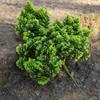 Pine Needle Juniper Artificial Bonsai with Dried and Plastic Pine Leaves
