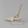 Adult 1:1 Ankle Joint & Foot Skeleton Model
