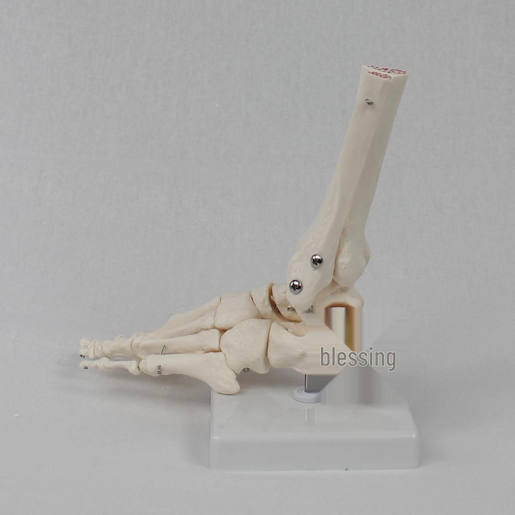 Adult 1:1 Ankle Joint & Foot Skeleton Model