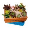 Wood Succulent Planter Cactus Bonsai Micro Landscape Flower Pots Plant Pot Decor