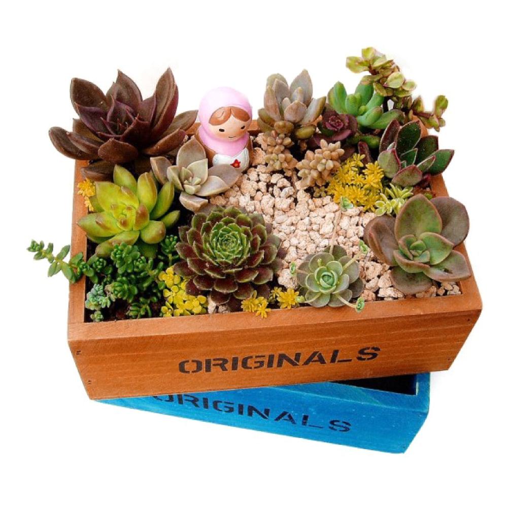 Wood Succulent Planter Cactus Bonsai Micro Landscape Flower Pots Plant Pot Decor