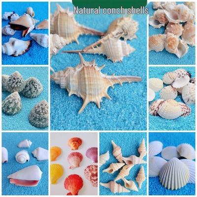 Bunte natürliche Muschel- und Jakobsmuschelschalen für DIY Aquariengestaltung