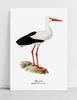 Polnisches Vintage-Storchenplakat
