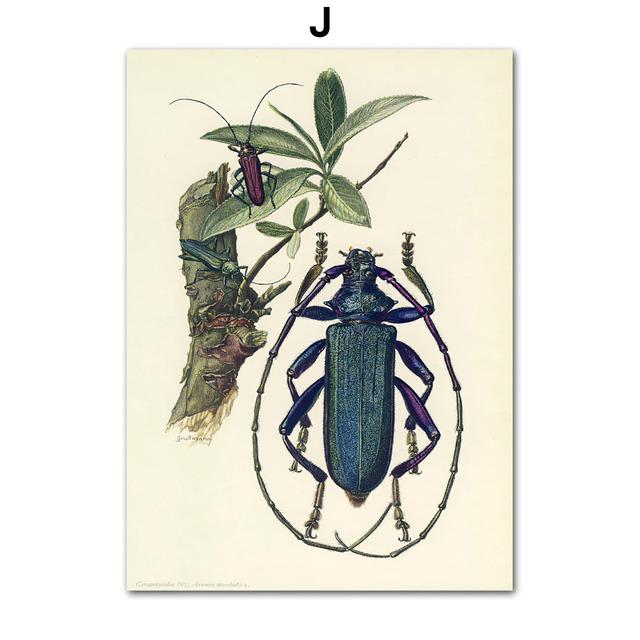 Vintage Beetle Insect Poster Specimen Retro Illustration Wall Art Canvas Painting Posters and Prints Picture for Living Room No Frame