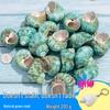 Handmade Decorative Seashells & Starfish for Fish Tanks: Landscaping, Painting, Specimens, Whelks, Hermit Crabs