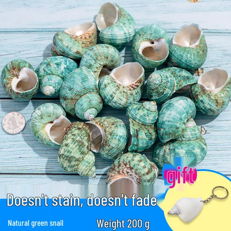 Handmade Decorative Seashells & Starfish for Fish Tanks: Landscaping, Painting, Specimens, Whelks, Hermit Crabs