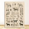 Prints Biology Wall Art Decor , Horse Illustration Animal Poster Canvas Painting Office Decor Vintage French Horse Anatomy Chart No Frame