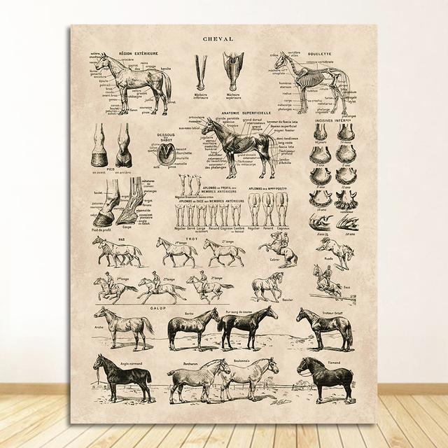 Prints Biology Wall Art Decor , Horse Illustration Animal Poster Canvas Painting Office Decor Vintage French Horse Anatomy Chart No Frame