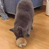 Rabbit Hair Cat Toys 6 Piece Interactive Kitten Prank Cat Toys Furry Ball For Stimulating Trick Play Exercise Boredom