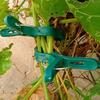 Phalaenopsis Stem Clips 20Pcs Plant Support Clips, Plastic Gentle Clamps, Greenhouse Holders Tomato Cage for Climbing Vines, Flowers Stems Cucumber