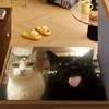 Cute Cartoon Kawaii Cat Door Mat Bath Microfiber Decorative Versatile Flannel Floor Mat Quick Dry Absorbent Non-slip Sole