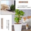 30cm Diameter Plant Pot Soil Guard Soil Cat and Dog Pot Digging Protective for Indoor and Outdoor Gardening Supplies Set of Grid, Cover, Round,