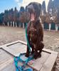 Dog Leash with Shock Absorber, Short Adjustable, with Handle, 280cm, TURQUOISE, AMOhand, Fasten