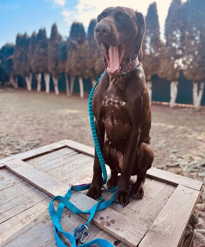 Dog Leash with Shock Absorber, Short Adjustable, with Handle, 280cm, TURQUOISE, AMOhand, Fasten
