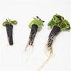 50/100pcs Plant Grow Basket For Aerogarden Plant Hydroponics Soilless Grow Sponges Seed Pods Garden Plant Basket Kit Set
