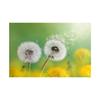 Romantic Dandelion Background Tapestry for Events,Party Banner,Home Decor,Weddings,Photo Booths