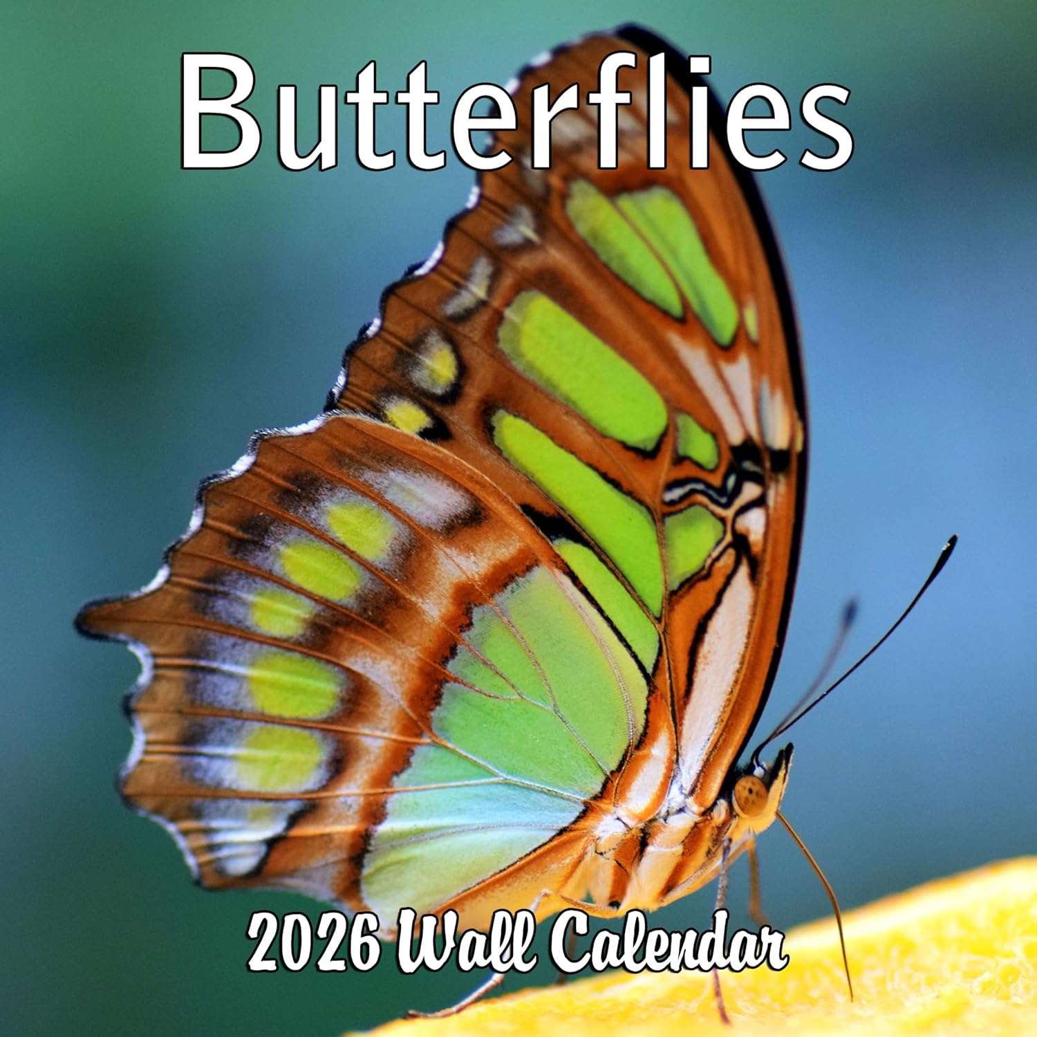 2026 Baby Pandas Monthly Wall Calendar | Cute Baby Animals Calendar 2025-2026 Butterflies