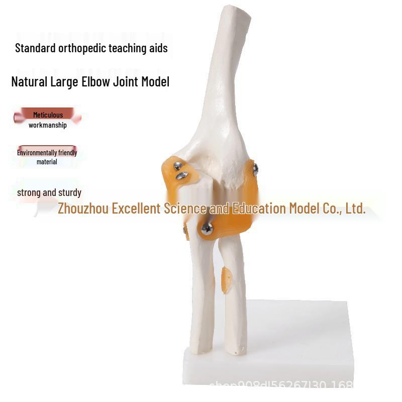 Human Elbow Joint Bone Specimen Model