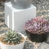 1PC Succulent Plant Flowerpot Large Caliber Flowerpot