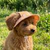 Cartoon Print Cat Bucket Hat Adjustable Pet Sun Cap Cute Dog Fisherman Hat  Small Dogs Cats