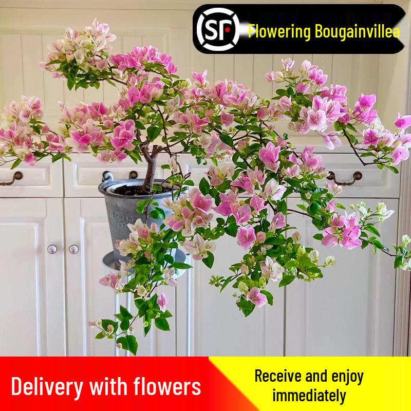 Large Bougainvillea Climbing Plant with Flowers - Indoor/Outdoor Greenery for Balcony and Courtyard