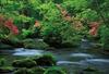 Yanoman [Made In Japan] 108-Piece Jigsaw Puzzle, Large Pieces, Japanese Landscape: The Refreshing Oirase Gorge, Aomori (26x38cm), 01-2086, Includes