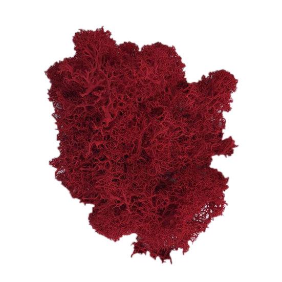 Kunstig plante Preservert blomst Reinsmose DIY Håndverk Hage Hjemmedekor