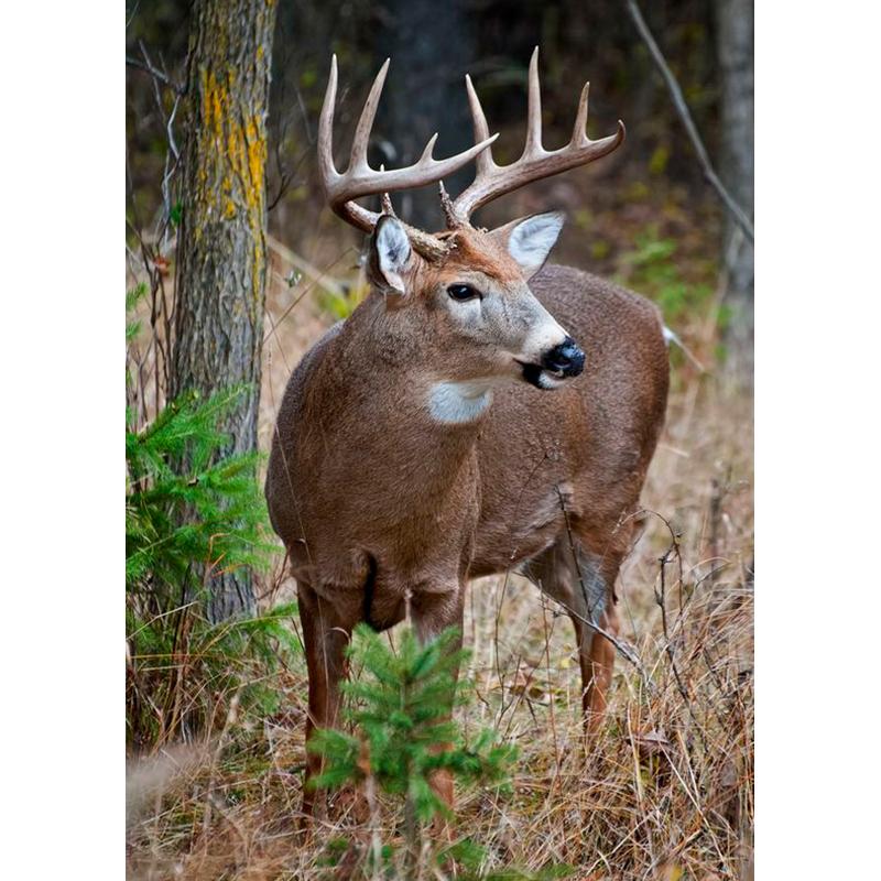 Deer DIY 5D Diamond Painting Full Round Drill Animal Diamond Embroidery Cross Stitch Mosaic Kits Wall Art Home Decor