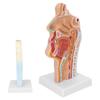 Human Nasal Oral Cavity Throat Anatomical Model for Science Classroom Teaching Presentation Display