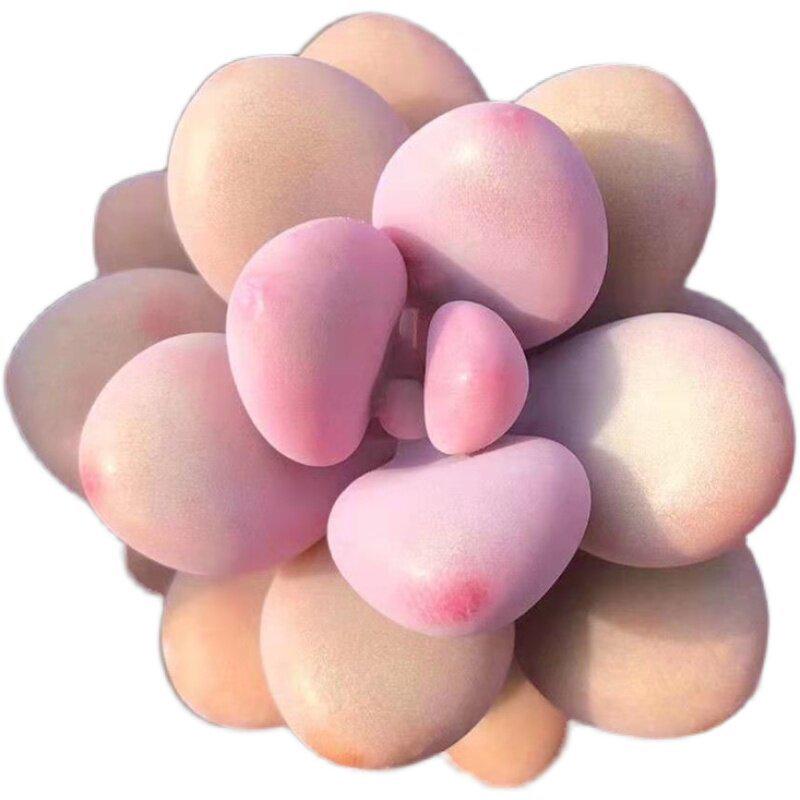 Peach Egg Multi-headed Succulent Plant with Old Trunk (Pot Not Included) – Ideal Indoor Greenery