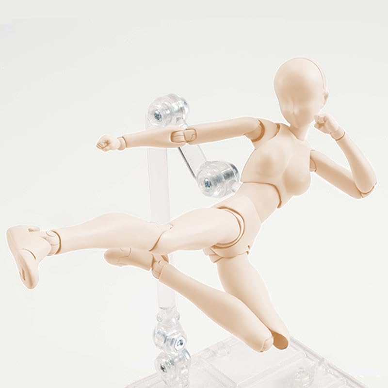 AAGWW Sketch with Model Muscular Doll Painting Doll Display 1 Male Doll 1 Female Doll, Articulated, Stand, Poseable, Doll, Body, Model, Tool, (Product