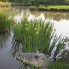 Floating Alligator Head In Garden Pond Float Alligator For Scare Goose,Predator,Heron,Duck Croc V2P8