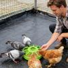 Chicken Feeder Spill Proof Non Slip UV Resistant Chicken Coop Feeder Food Storage for Parakeet Pigeon Quail Duck Home Cage