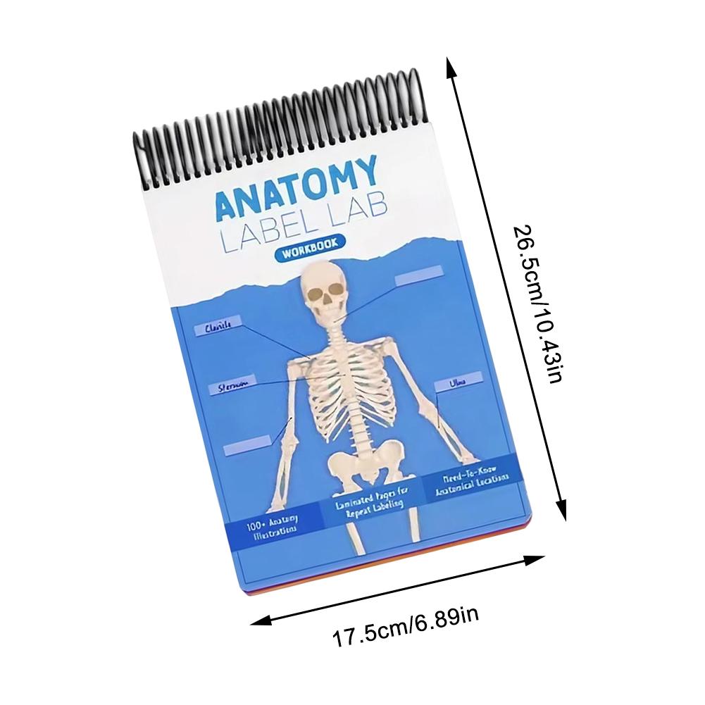 100+ Detailed Anatomy illustrations Perfect for Students Entering Nursing Physical Therapy Radiology Pre-med and So Much More