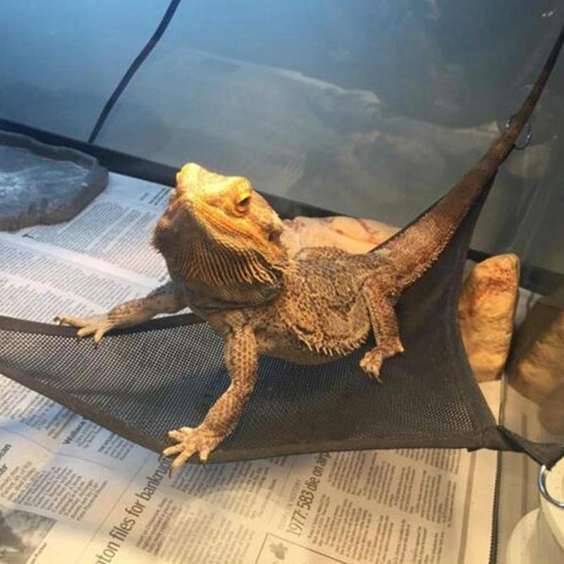 Set di accessori per amaca, lettino e scala per rettili per draghi barbuti grandi e piccoli, anole, gechi, lucertole o serpenti Accessori per rettili