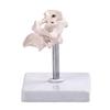 Accurate Human Occipital Bone Model For Clinical Training Features Rotation Capability And Quality PVC For Durability