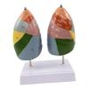 Lung Segment Model,Human Model Size,Color Divided Areas Education Respiratory System for